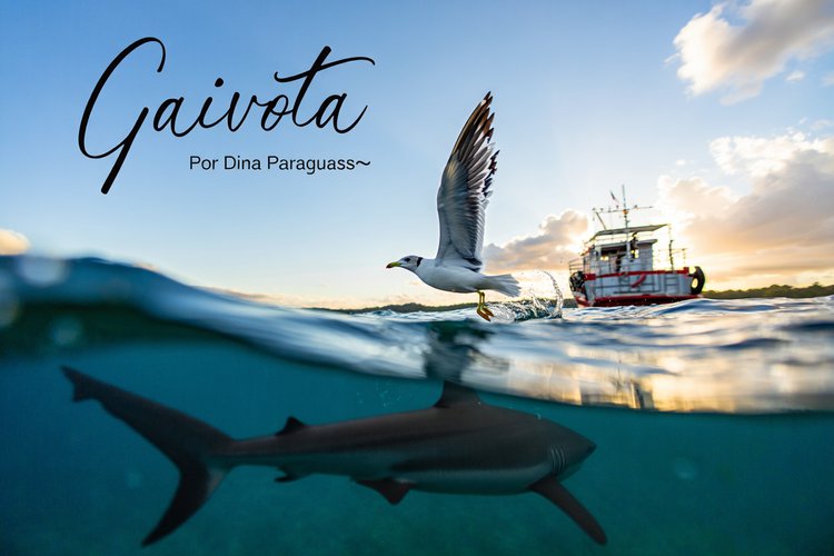 Gaivota