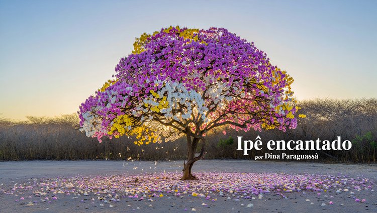 Ipê encantado
