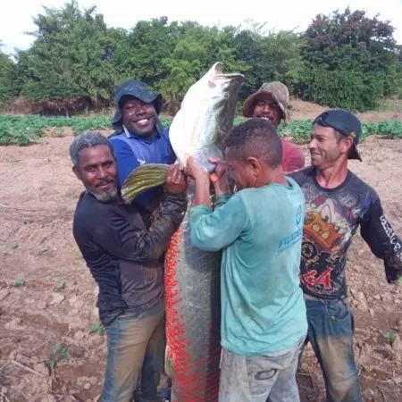 Peixe raro ficou preso após enchente e foi pescado com 4 redes