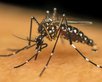 Teresina confirma a primeira morte por dengue em 2025; vítima é homem de 45 anos (Foto: Banco de Dados/Reprodução