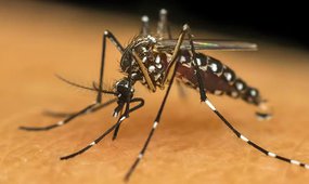Dengue mata 11 pessoas no Piauí em 2026 e casos passam de 14 mil