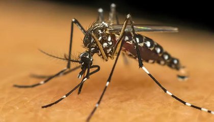 Teresina confirma a primeira morte por dengue em 2025; vítima é homem de 45 anos (Foto: Banco de Dados/Reprodução