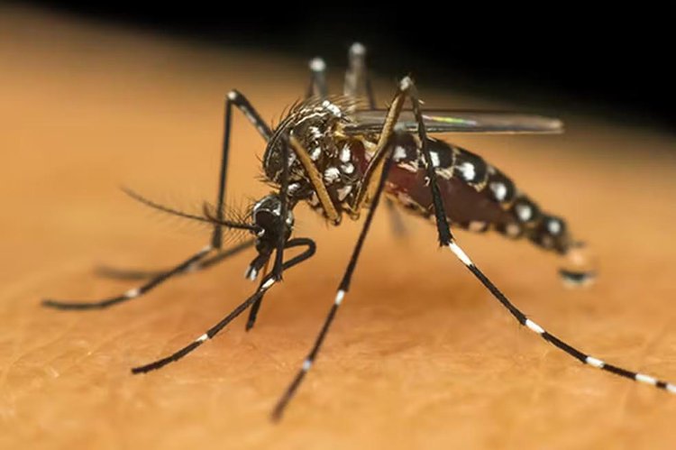 Teresina confirma a primeira morte por dengue em 2025; vítima é homem de 45 anos