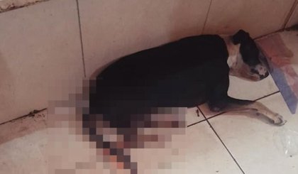 Cachorro é esfaqueado em mercado público de Parnaíba, no litoral do Piauí (Foto: Reprodução)