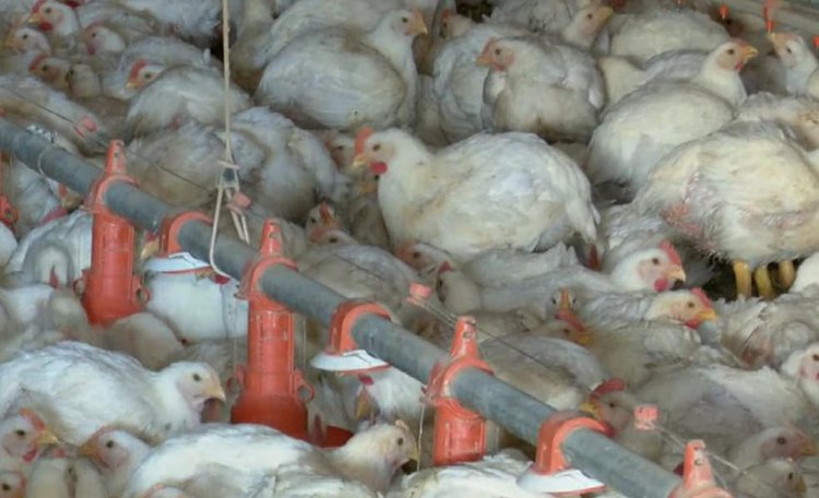 Galinhas, frango, aviária