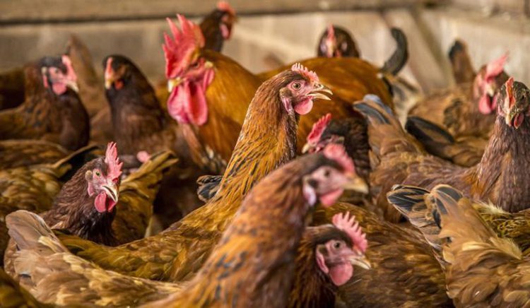 Piauí reforça medidas contra gripe aviária após caso confirmado no Sul do país - (Reprodução/Governo Federal)