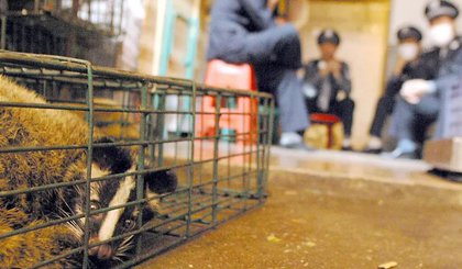 Um gato-civeta confiscado de um mercado de animais em Guangzhou por autoridades de saúde e policiais chineses durante o surto de SARS em 2004. (Foto: Agence France-Presse) Um gato-civeta confiscado de um mercado de animais em Guangzhou por autoridades de saúde e policiais chineses durante o surto de SARS em 2004. (Foto: Agence France-Presse)
