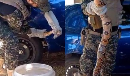 cobra é resgatada após ser encontrada em carro na Zona Norte de Teresina (Foto: Divulgação: Reprodução) cobra é resgatada após ser encontrada em carro na Zona Norte de Teresina (Foto: Divulgação: Reprodução)