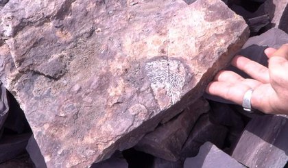 Estudantes da UFPI encontram fósseis de animais da Era Paleozoica em Nazária, no Piauí (Foto: Reprodução) Estudantes da UFPI encontram fósseis de animais da Era Paleozoica em Nazária, no Piauí (Foto: Reprodução)