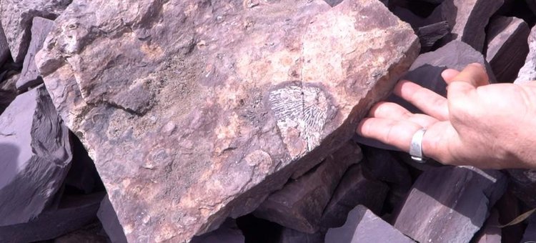 Estudantes da UFPI encontram fósseis de animais da Era Paleozoica em Nazária, no Piauí
