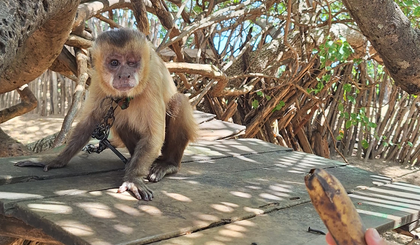 Macaco-prego debilitado é resgatado na zona rural de Luís Correia (Foto: Divulgação/PM) Macaco-prego debilitado é resgatado na zona rural de Luís Correia (Foto: Divulgação/PM)