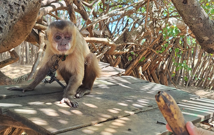 Macaco-prego debilitado é resgatado na zona rural de Luís Correia