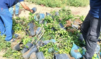 Operação de combate ao comércio clandestino de mudas resulta na destruição de 73 plantas em Pedro II (Foto: Divulgação/Sada) Operação de combate ao comércio clandestino de mudas resulta na destruição de 73 plantas em Pedro II (Foto: Divulgação/Sada)
