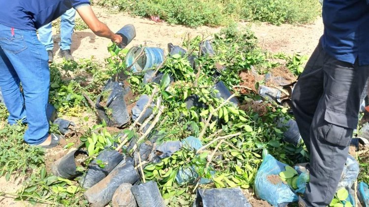 Operação de combate ao comércio clandestino de mudas resulta na destruição de 73 plantas em Pedro II