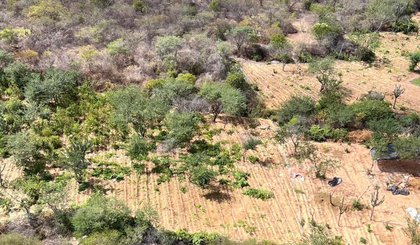 Plantação de maconha com cinco toneladas é localizada na divisa entre o Piauí e Pernambuco - (Divulgação/SSP-PI) (Foto: Divulgação/SSP-PI) Plantação de maconha com cinco toneladas é localizada na divisa entre o Piauí e Pernambuco - (Divulgação/SSP-PI) (Foto: Divulgação/SSP-PI)