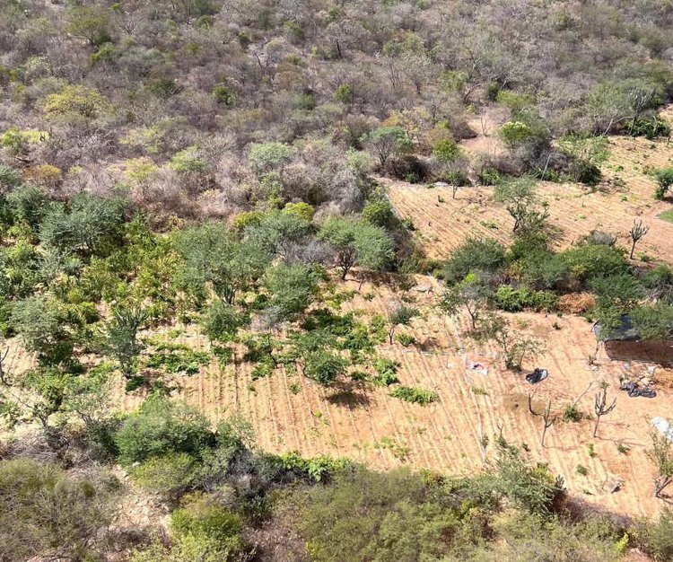 Plantação de maconha com cinco toneladas é localizada na divisa entre o Piauí e Pernambuco - (Divulgação/SSP-PI)
