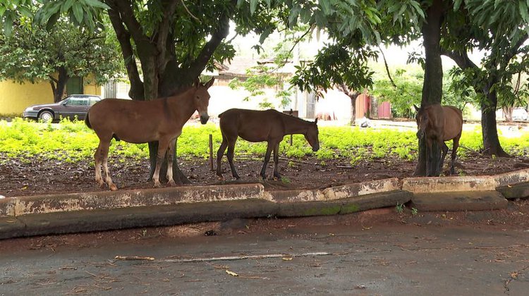 Cavalos soltos em canteiro de avenida.