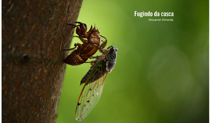 Fugindo da casca (Foto: Gerado por IA)