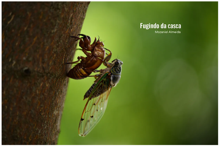 Fugindo da casca
