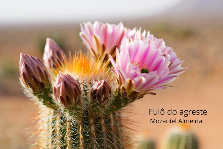 Fulô do agreste
