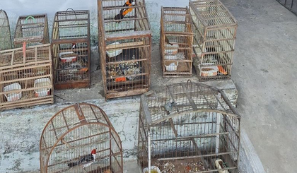 Nove aves silvestres são resgatadas de cativeiro em Parnaíba pela PM (Foto: Reprodução) Nove aves silvestres são resgatadas de cativeiro em Parnaíba pela PM (Foto: Reprodução)