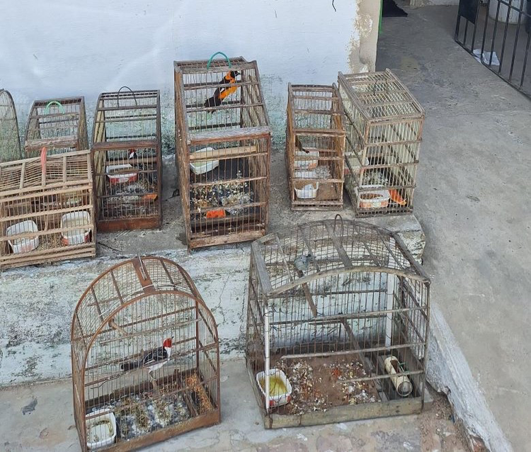 Nove aves silvestres são resgatadas de cativeiro em Parnaíba pela PM