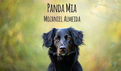 Panda mia (Foto: criado por IA)