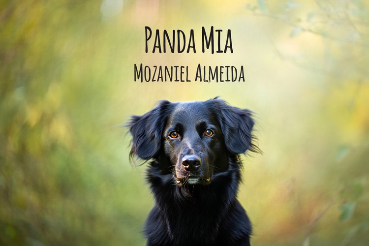 Panda mia