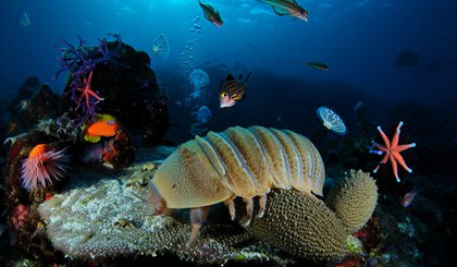 Pesquisa alerta para os impactos que a exploração desses recursos pode acarretar, desde organismos minúsculos até grandes predadores marinhos. (Foto: Gerado por IA) Pesquisa alerta para os impactos que a exploração desses recursos pode acarretar, desde organismos minúsculos até grandes predadores marinhos. (Foto: Gerado por IA)