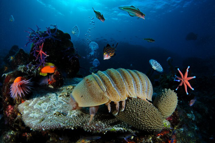Pesquisa alerta para os impactos que a exploração desses recursos pode acarretar, desde organismos minúsculos até grandes predadores marinhos.