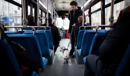 Pets de pequeno porte têm permissão para circular em espaços públicos e privados, e também em transportes coletivos, desde que estejam com a vacinação em dia. (Foto: Gerado por IA) Pets de pequeno porte têm permissão para circular em espaços públicos e privados, e também em transportes coletivos, desde que estejam com a vacinação em dia. (Foto: Gerado por IA)