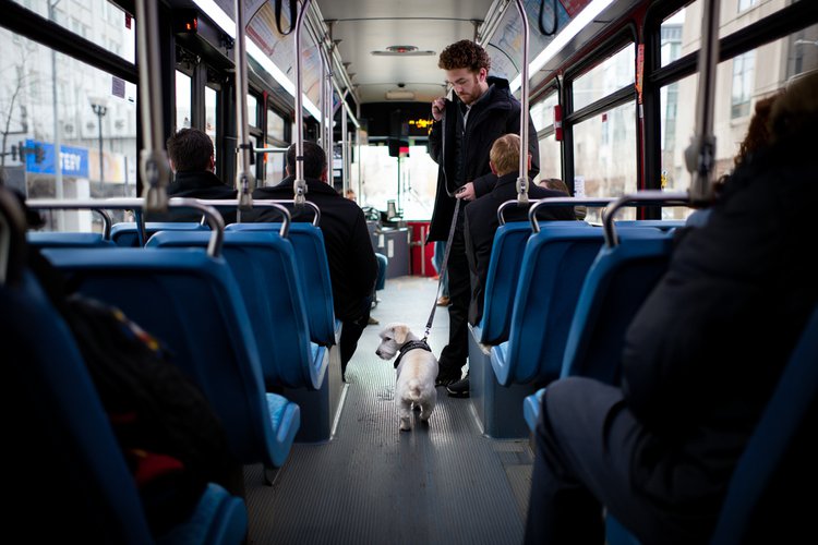 Pets de pequeno porte têm permissão para circular em espaços públicos e privados, e também em transportes coletivos, desde que estejam com a vacinação em dia.