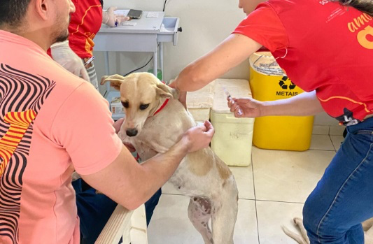 Picos inicia cadastro para castração gratuita de mil animais pelo Castramóvel