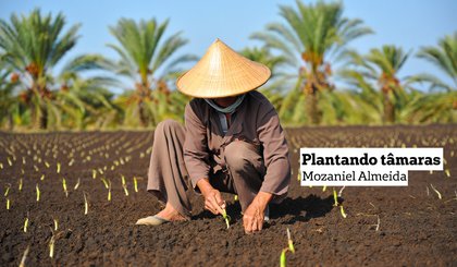 Plantando tâmaras (Foto: criação IA)
