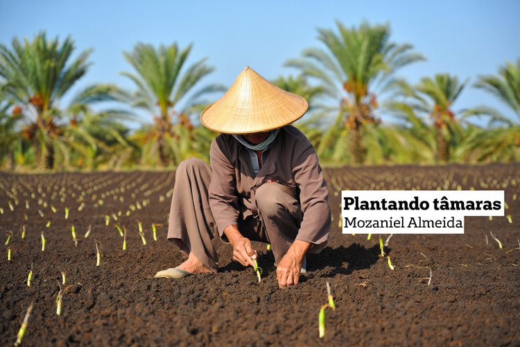 Plantando tâmaras