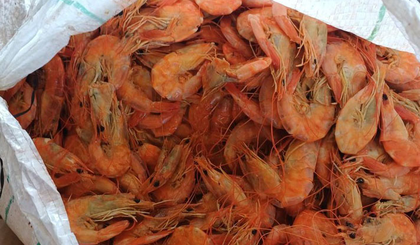 PRF apreende mais de 1 tonelada de pescado irregular na BR-343, em Piripiri (Foto: Reprodução) PRF apreende mais de 1 tonelada de pescado irregular na BR-343, em Piripiri (Foto: Reprodução)