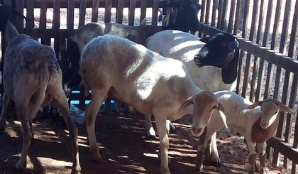 Agropecuaristas estão alarmados com a morte súbita de bovinos, caprinos e ovinos em diversos municípios. (Foto: Reprodução) Agropecuaristas estão alarmados com a morte súbita de bovinos, caprinos e ovinos em diversos municípios. (Foto: Reprodução)