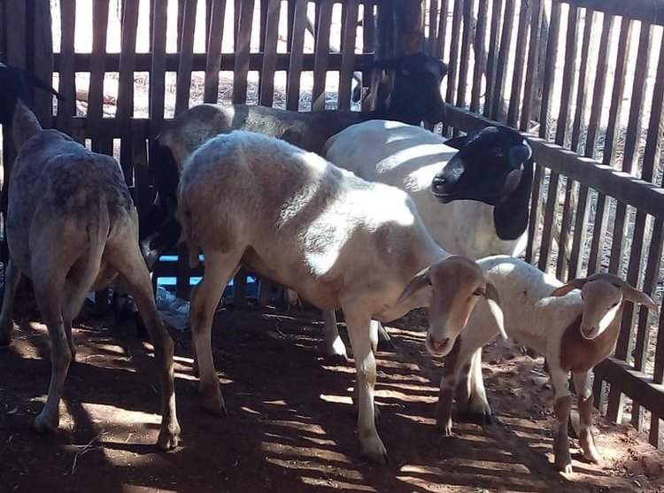 Agropecuaristas estão alarmados com a morte súbita de bovinos, caprinos e ovinos em diversos municípios.