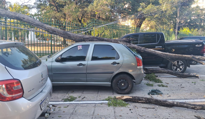 Árvore com estrutura comprometida atinge carro estacionado no Centro de Teresina (Foto: Reprodução) Árvore com estrutura comprometida atinge carro estacionado no Centro de Teresina (Foto: Reprodução)