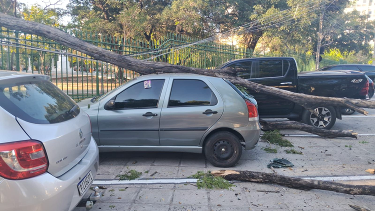 Árvore com estrutura comprometida atinge carro estacionado no Centro de Teresina
