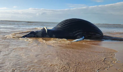 Baleia jubarte é encontrada morta em praia de Bicanga, na Serra (ES) (Foto: Divulgação) Baleia jubarte é encontrada morta em praia de Bicanga, na Serra (ES) (Foto: Divulgação)
