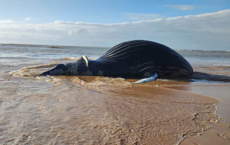 Baleia jubarte é encontrada morta em praia de Bicanga, na Serra (ES)