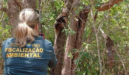 Centro de Triagem da Semarh já devolveu mais de 100 animais à natureza em 2025 (Foto: Reprodução) Centro de Triagem da Semarh já devolveu mais de 100 animais à natureza em 2025 (Foto: Reprodução)