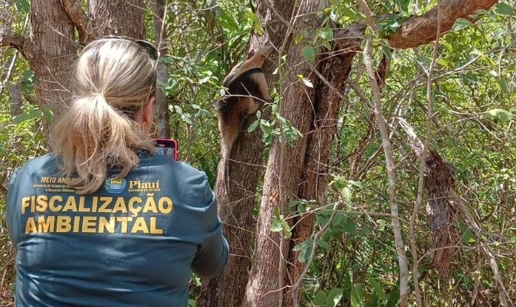 Centro de Triagem da Semarh já devolveu mais de 100 animais à natureza em 2025