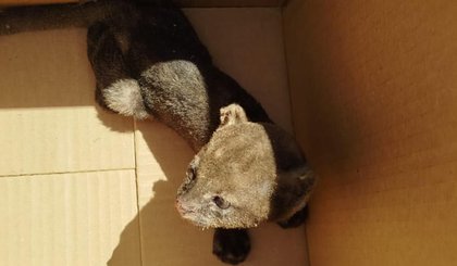 Gato silvestre ameaçado de extinção é encontrado dentro de casa no Norte do Piauí (Foto: Divulgação/PMPI) Gato silvestre ameaçado de extinção é encontrado dentro de casa no Norte do Piauí (Foto: Divulgação/PMPI)