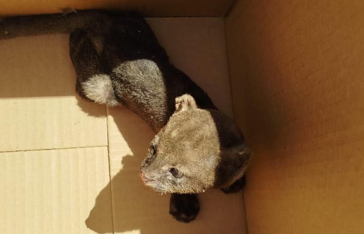 Gato silvestre ameaçado de extinção é encontrado dentro de casa no Norte do Piauí