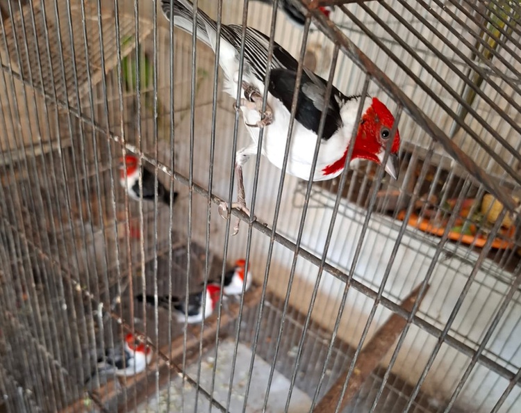 Apenas em 2025, já são 102 animais silvestres reabilitados e reintroduzidos na natureza pela Semarh.