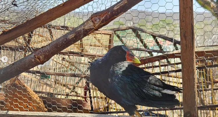 Aves eram mantidas em cativeiro irregular no povoado Marçal, zona rural de Pio IX