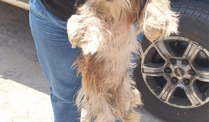 Cachorro foi encontrado abandonado em terreno baldio na zona Norte (Foto: Reprodução) Cachorro foi encontrado abandonado em terreno baldio na zona Norte (Foto: Reprodução)