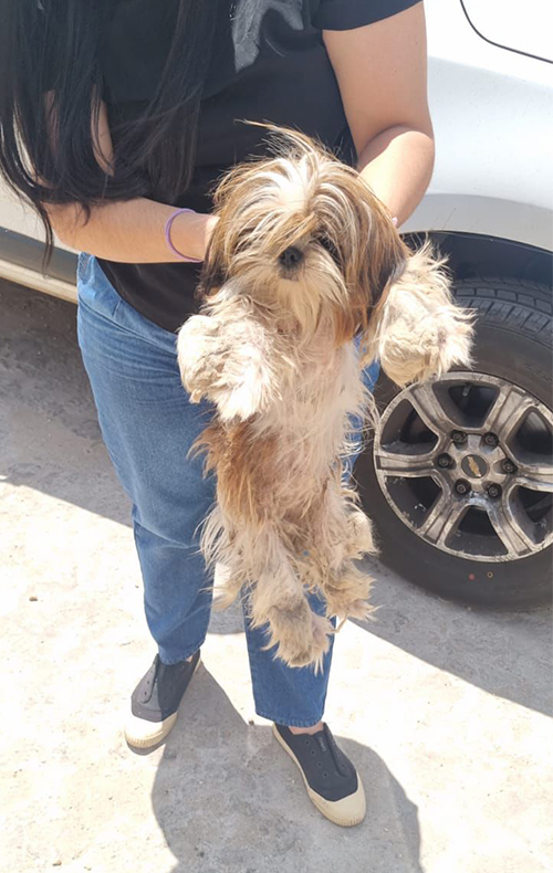 Cachorro foi encontrado abandonado em terreno baldio na zona Norte